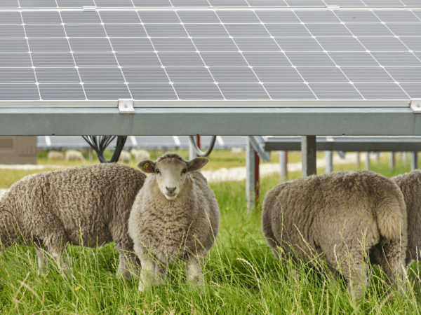 Agrivoltaïsme