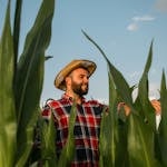 A farmer in Algeria wearing a plaid shirt and straw hat tends to a lush cornfield under a clear sky.