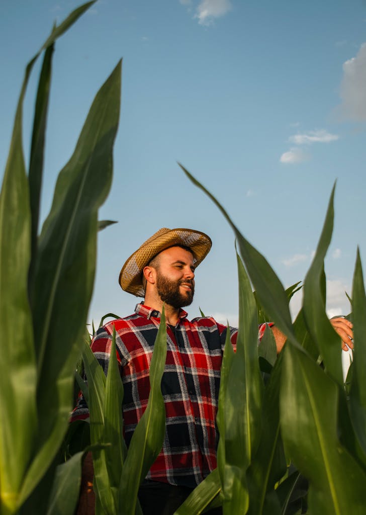 A farmer in Algeria wearing a plaid shirt and straw hat tends to a lush cornfield under a clear sky.
